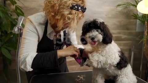 Poodle in the care salon ❤️ Serbia, 4K Resolution, Adult, Adults Only, Animal