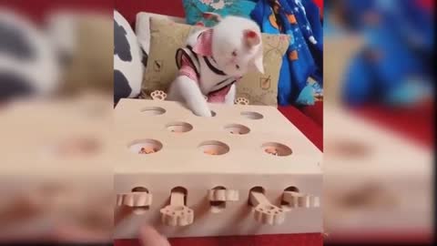 Funny dogs and cats video 😅😂🤣