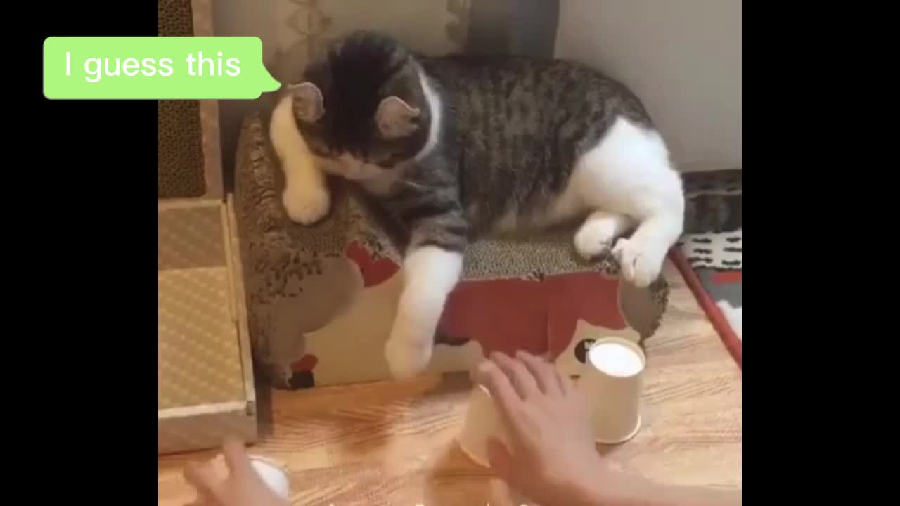 There is a very smart cat at home