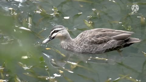 Ho to duck