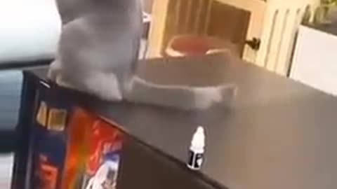 Funny Viral Video -5