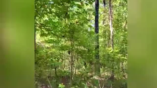 A not so quite moment in the woods listening to all the different bird call