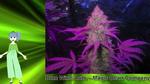 Bum Wine Auto – Magic Bean Company