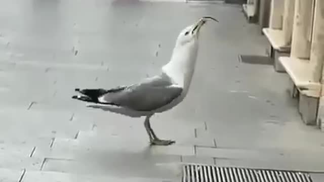 The seagull ate the rat in a few seconds