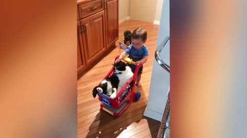 Baby - Cat Fun and Cute