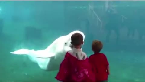 Animals trolling babies and kids😂😂