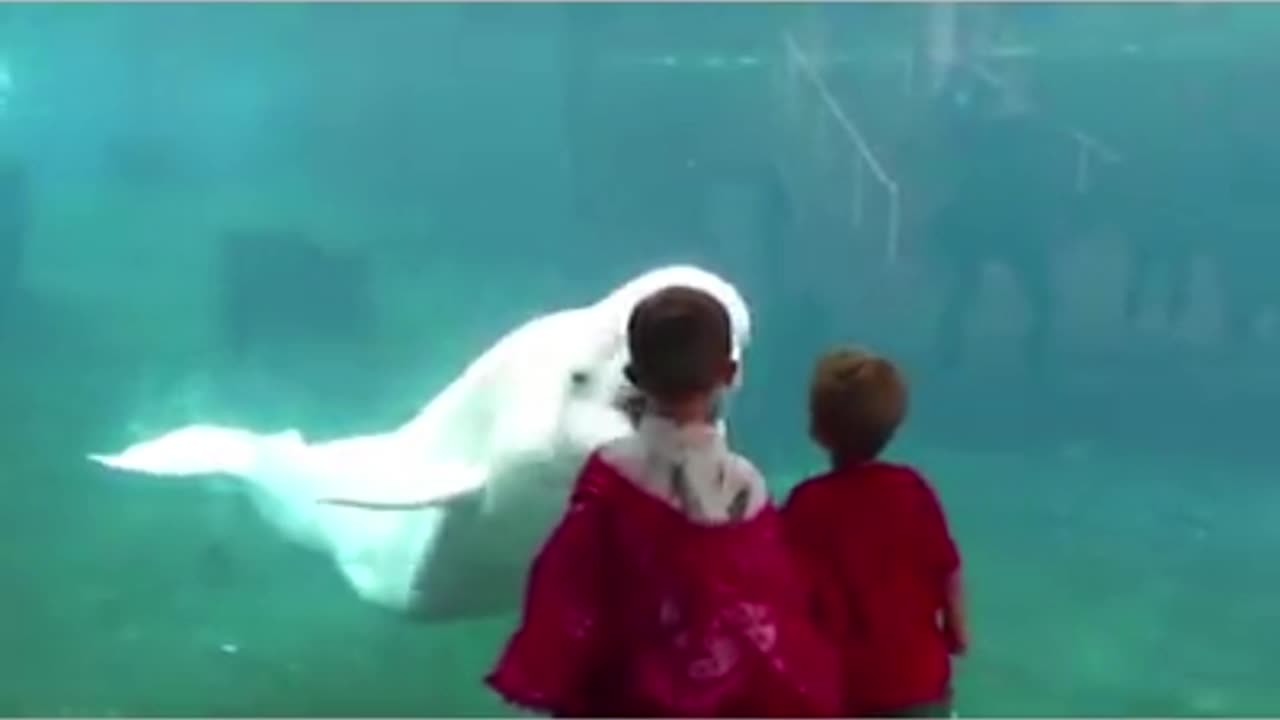 Animals trolling babies and kids😂😂