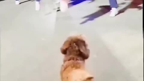 Dog Joins The Dance Team