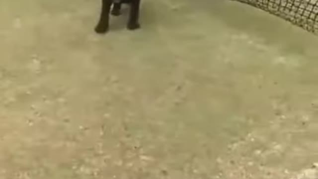 TRY NOT TO LAUGH | FUNNY FAIL ANIMALS |