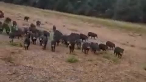 Flock of wild boar attacks car - Rebanho de javali ataca carro