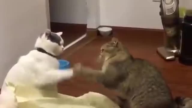 funny cat and dog part10