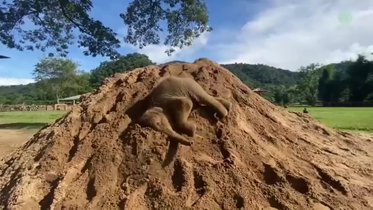 Baby Elephants At Play