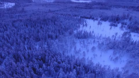 Winter forest relaxing piano music, calming music
