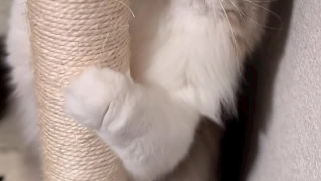 Funny cute cats