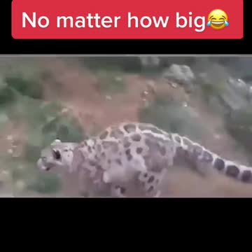 Leopard gets high and start dancing