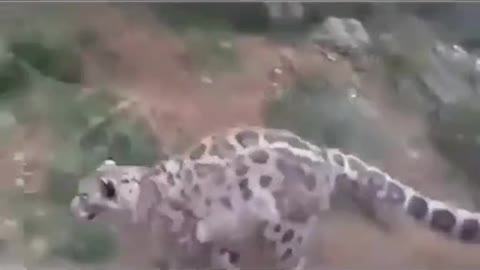 Leopard gets high and start dancing