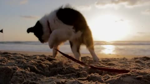 Small and cute dog at the beach