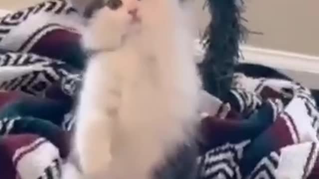 Funny Cat