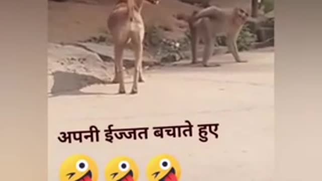 Mankey and dog very funny video 😂😂