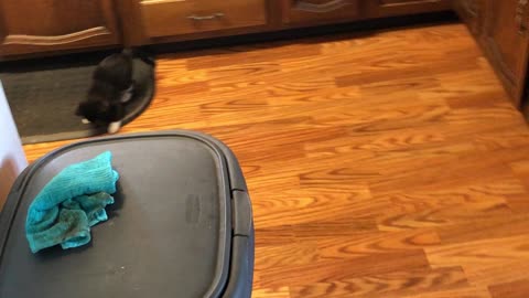 Cats and Fruit Loops