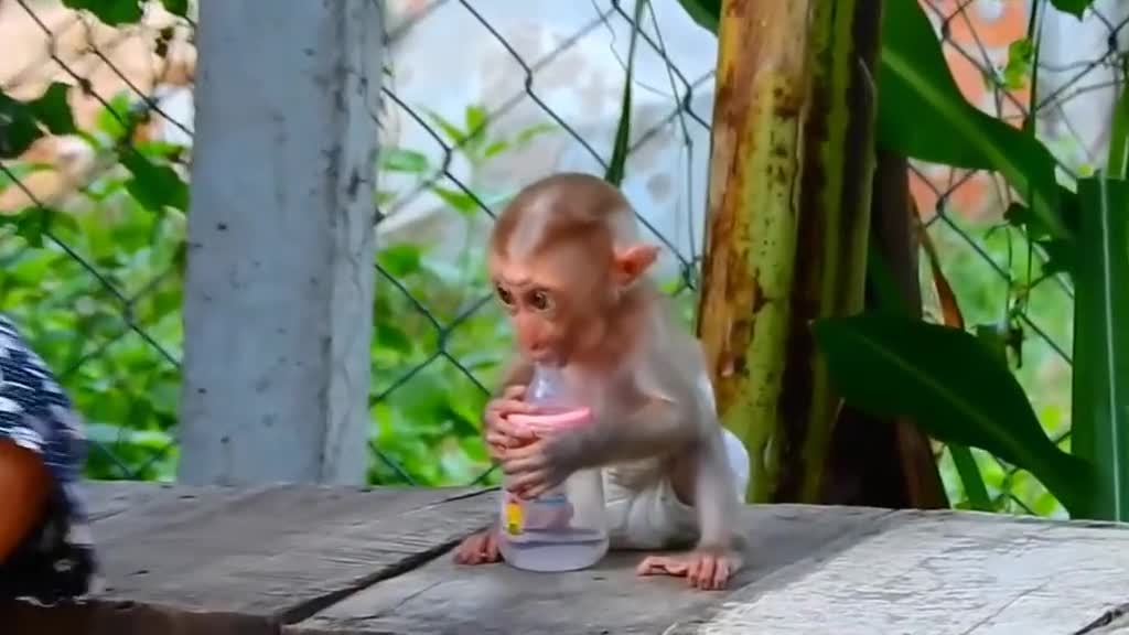 Cute Monkey Funny Video