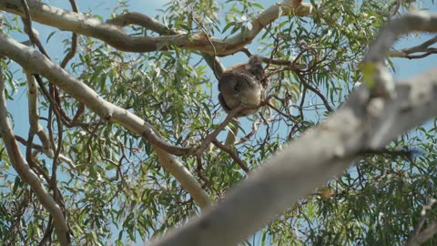 Exploring Australia’s Natural Beauty & Wildlife on Kangaroo Island