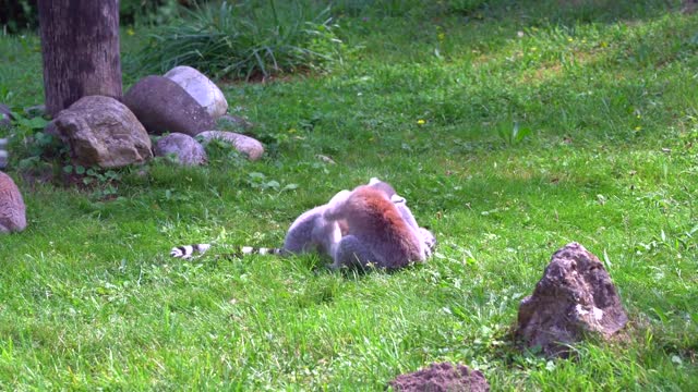 See lemurs, very beautiful cinematic animals