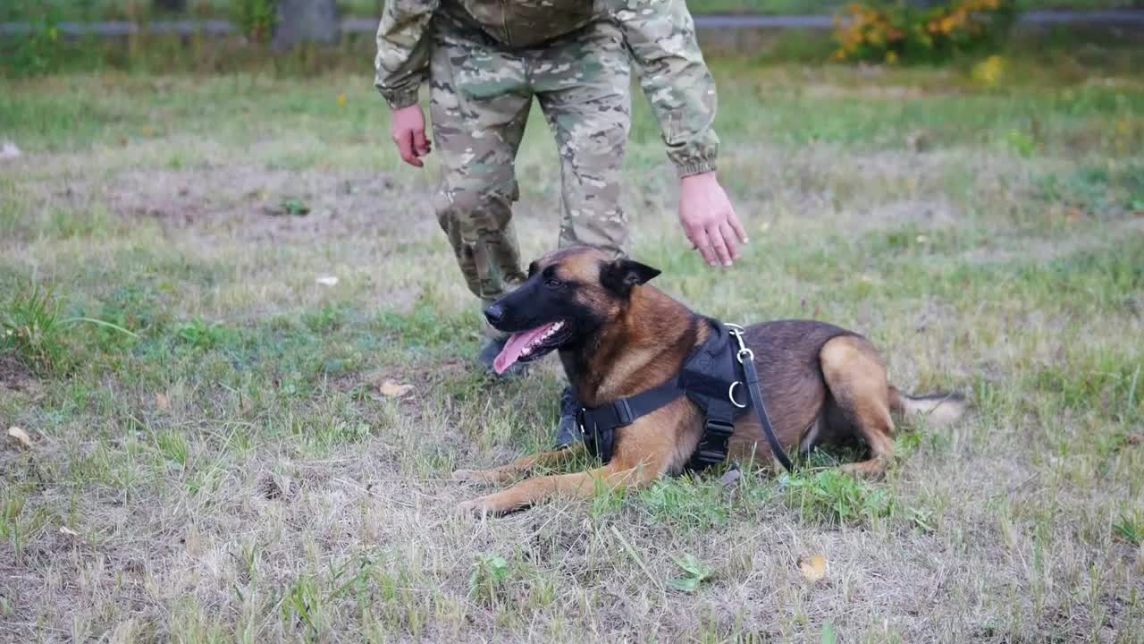 The man trains his dog to perform a trick with walking between his legs. No face shown