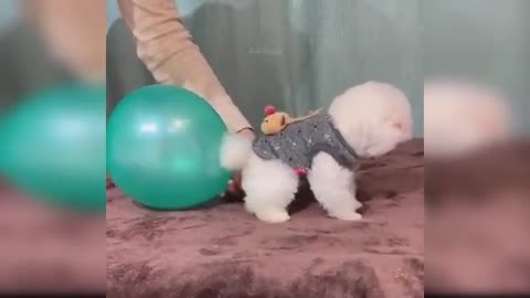 Baby Dogs - Cute and Funny Dog