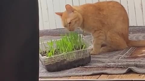 Herbivore cat