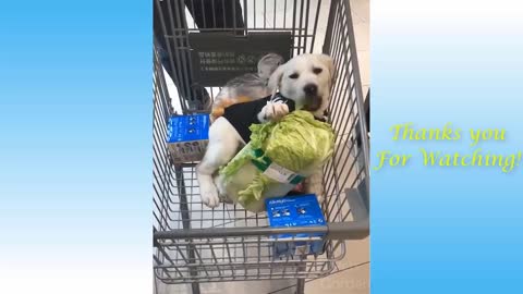 Funny Animals Compilation Pets Garden || Cute Pets