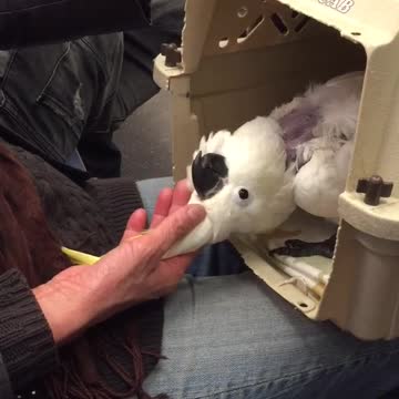 Petting white bird yellow top out of cage laying on back