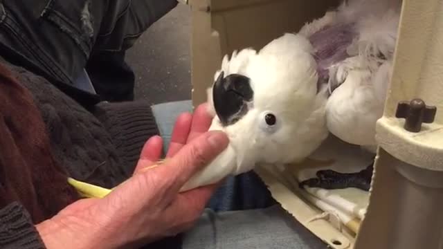 Petting white bird yellow top out of cage laying on back