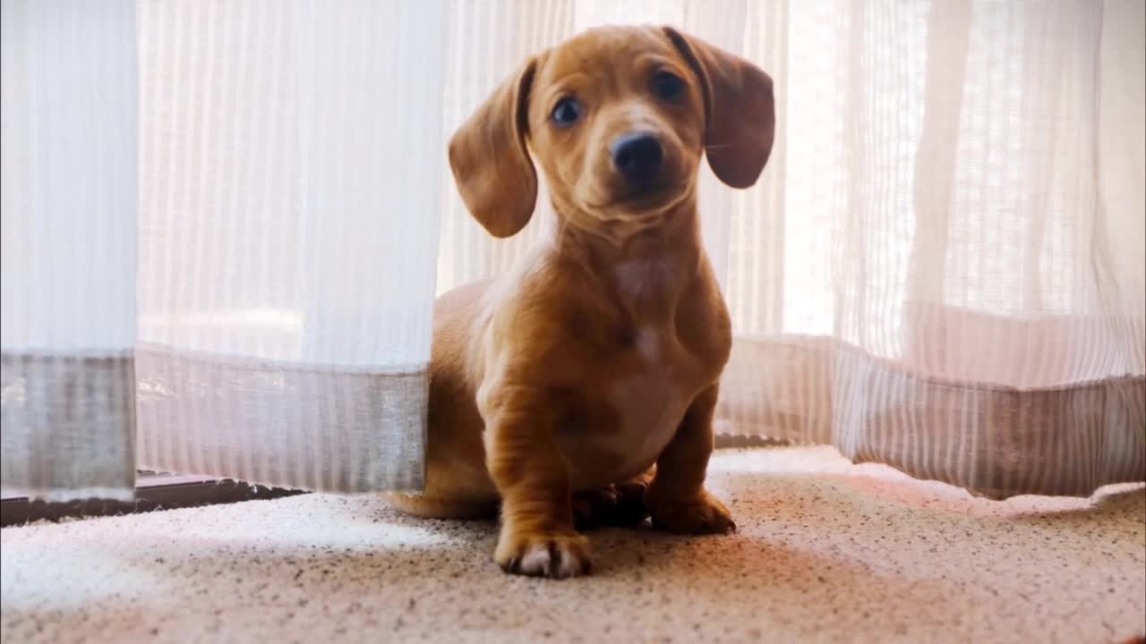 Why does the dog look like this?