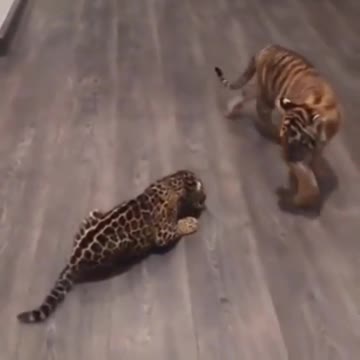 Tiger Cub meets leopard cub, what happens