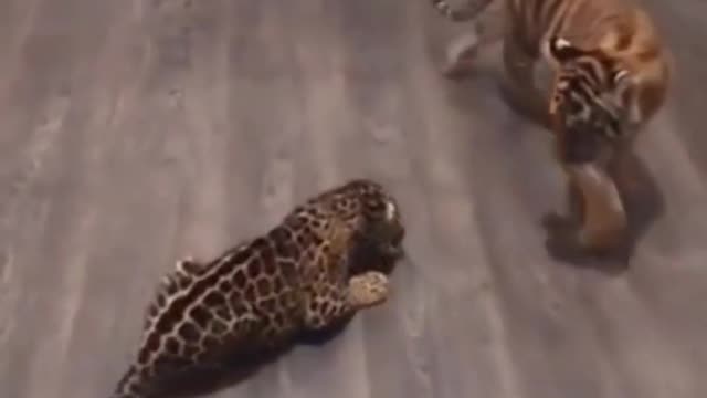 Tiger Cub meets leopard cub, what happens