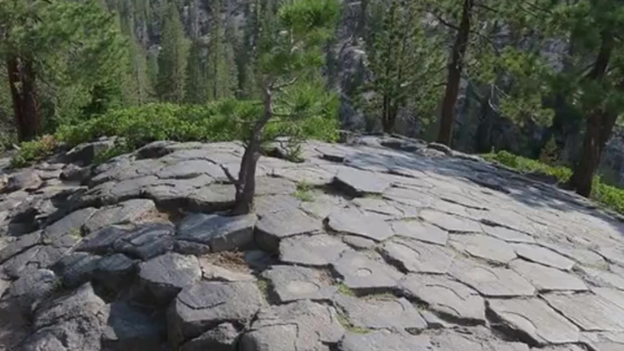 Antichi alberi segati pietrificati?