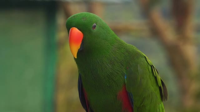 The extraordinary call of the Tia bird