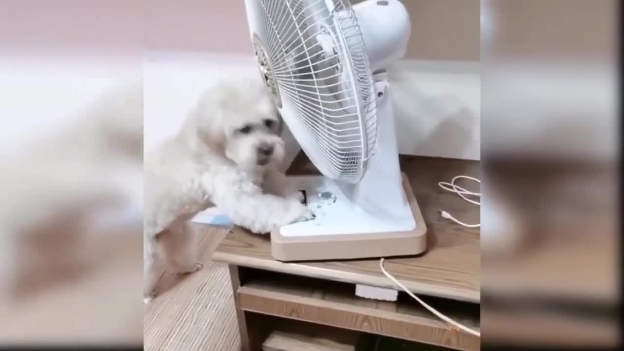 Smart independent dog knows what to do before going to sleep