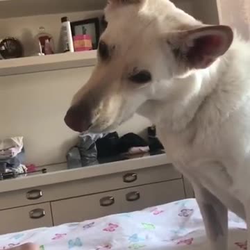 Baby and puppy besties love playing outside together #136547