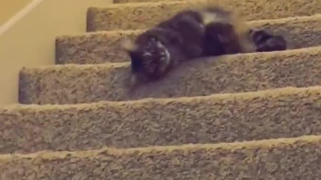 The Funniest Cat Videos on the Internet