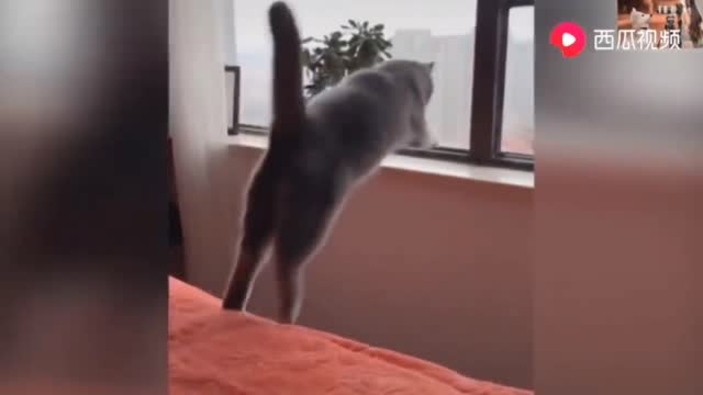 The cat took a leap of faith, what came of it in this video?