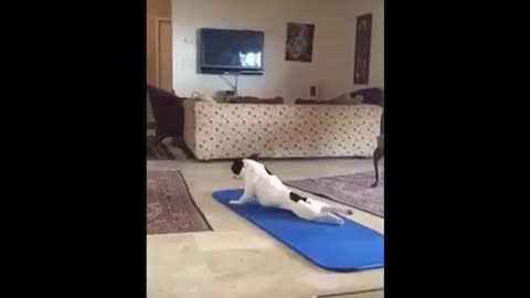 funny animals super 3 minute funny cats and dogs