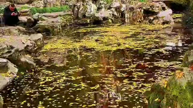 The flowers in the river are beautiful