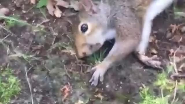 Squirrel on Shrooms