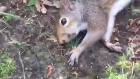 Squirrel on Shrooms