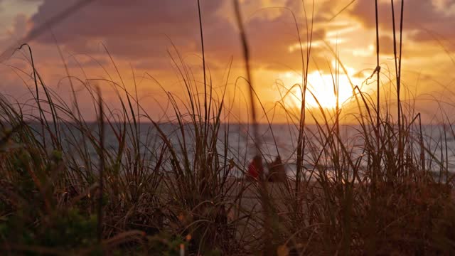 Sun Sea & Long Grass