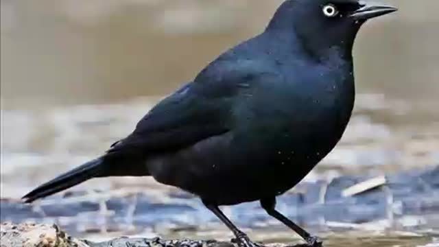 Blackbird by The Beatles