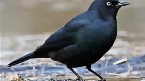 Blackbird by The Beatles