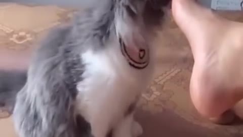 Funny Cats and Dogs 🐱🐶 _ Funny Animal Videos #14